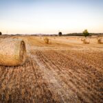 SCRISOARE DESCHISĂ – NECESITATE prelungire interdictie import cereale UCRAINA si indirect din alte state cu provenienta tot Ucraina_12.09.2023