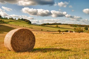 SCRISOARE DESCHISĂ a organizațiilor profesionale din agricultură și a cooperativelor agricole din România, adresată conducerii Parlamentului României